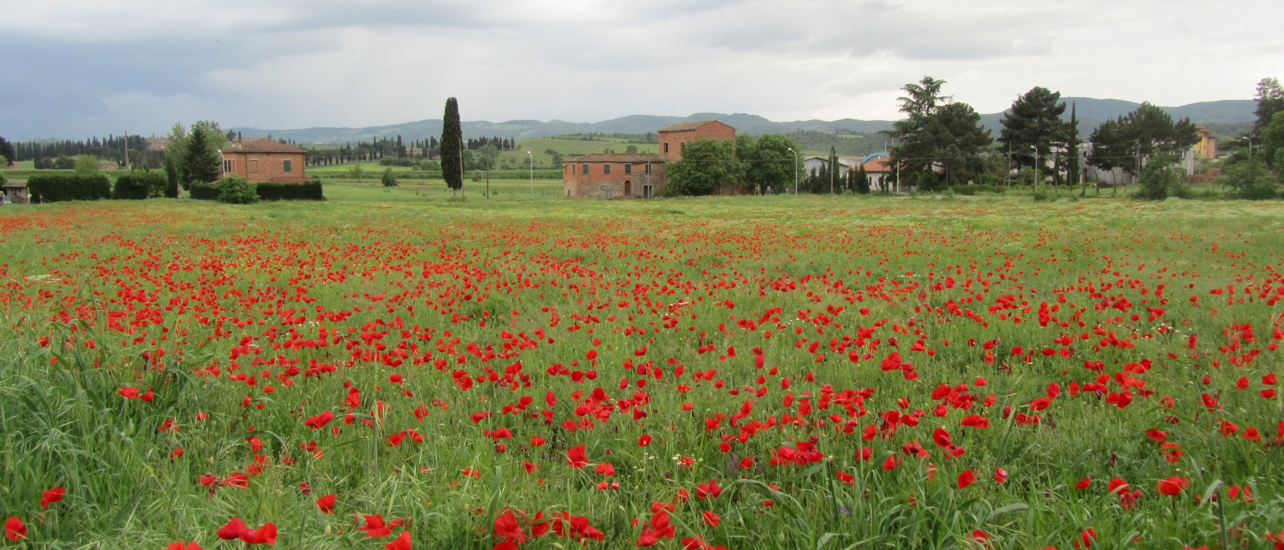 Toscana Mohnfeld Toscana Mohnfeld